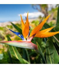 Strelície natalská - Strelitzia nicolai - semena strelície - 2 ks